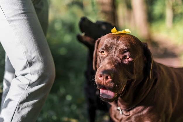 Primo piano di un cane marrone con foglia d&#39;autunno in testa