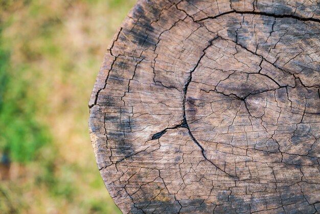 Primo piano di un ceppo di albero.