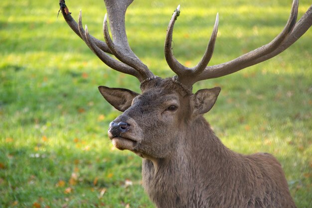 Primo piano di un cervo con grandi corna in un parco