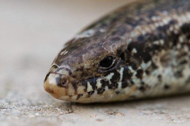 Primo piano di un Chalcides ocellatus sul terreno a Malta con una superficie sfocata