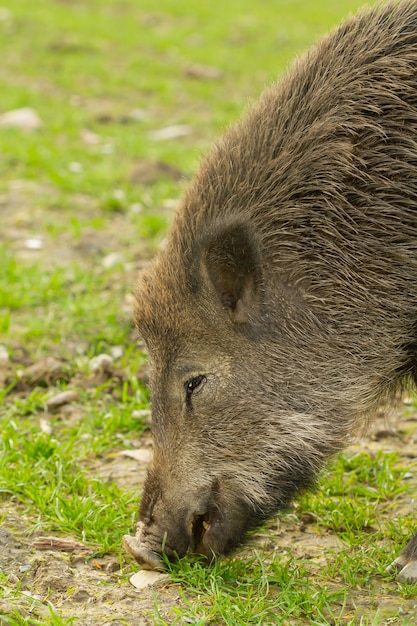 Primo piano di un cinghiale alla ricerca di cibo nella natura selvaggia