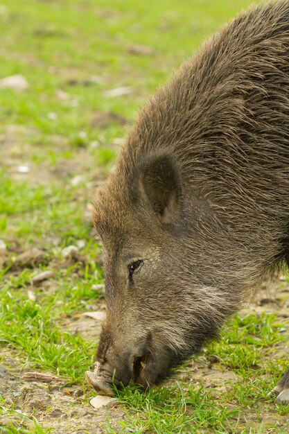 Primo piano di un cinghiale alla ricerca di cibo nella natura selvaggia