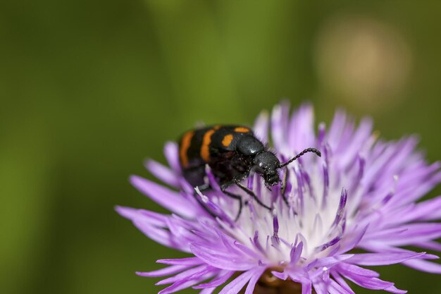 Primo piano di un coleottero Castiarina che si nutre di un fiore viola