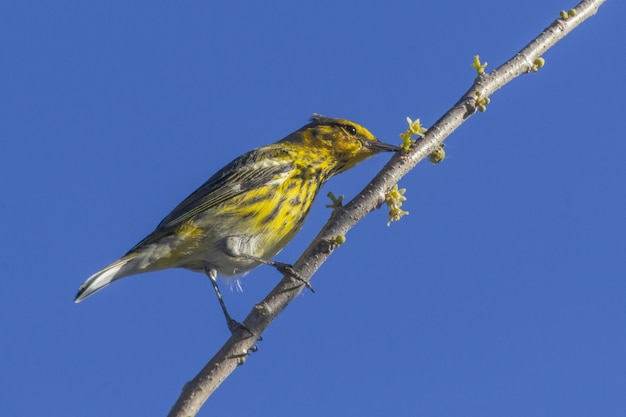 Primo piano di un colibrì appollaiato su un ramo di un albero