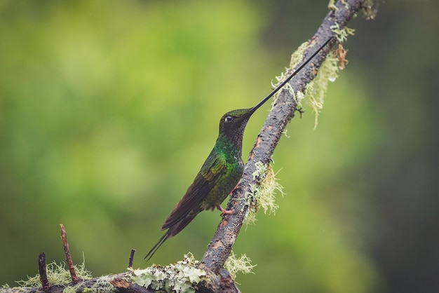 Primo piano di un colibrì indaco appollaiato su un ramo di albero