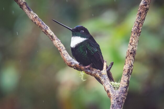 Primo piano di un colibrì nero appollaiato sul ramo di un albero