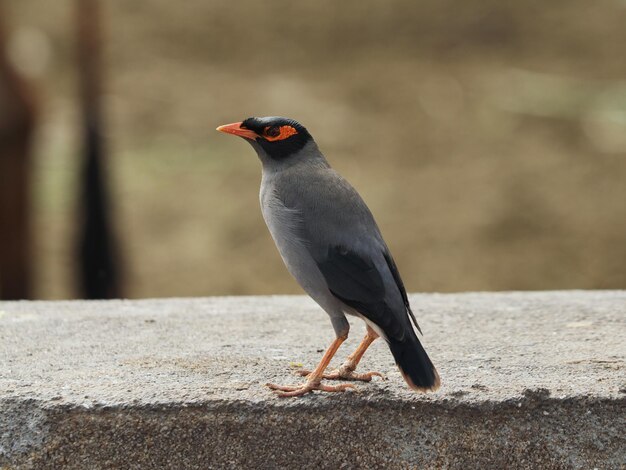 Primo piano di un comune uccello myna appollaiato su una superficie di cemento