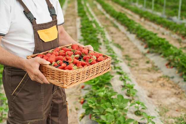 Primo piano di un contadino maturo in uniforme che tiene cesto con fragole appena raccolte mentre si sta in piedi sul campo di fattoria. Serra all'aperto con fragole mature.