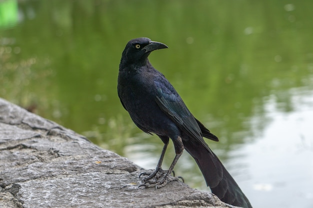 Primo piano di un corvo con un becco affilato seduto per terra proprio accanto a un lago