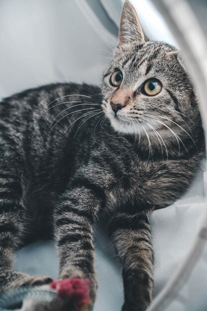 Primo piano di un curioso gatto grigio sdraiato su un divano
