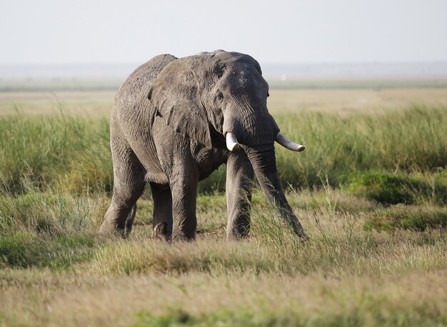 Primo piano di un elefante che cammina sulla savana del Parco nazionale di Amboseli, Kenya, Africa