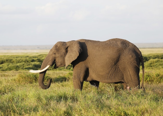 Primo piano di un elefante che cammina sulla savana del Parco nazionale di Amboseli, Kenya, Africa