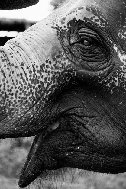 Primo piano di un elefante tailandese