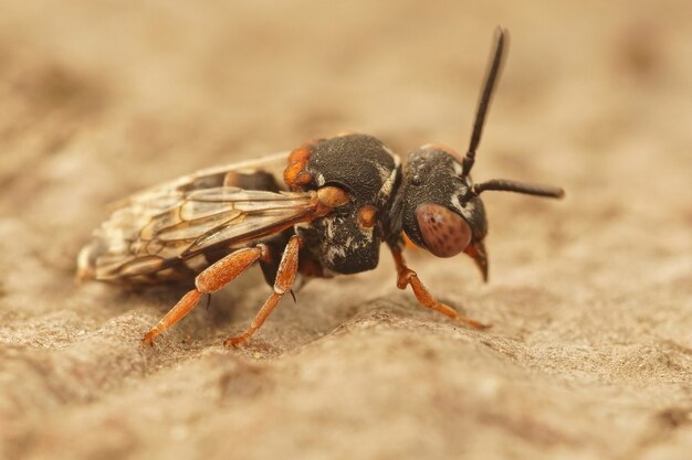 Primo piano di un Epeolus variegatus dalla coscia nera, un'ape solitaria del cuculo