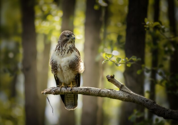 Primo piano di un falco arrabbiato in piedi su un ramo di un albero nella foresta