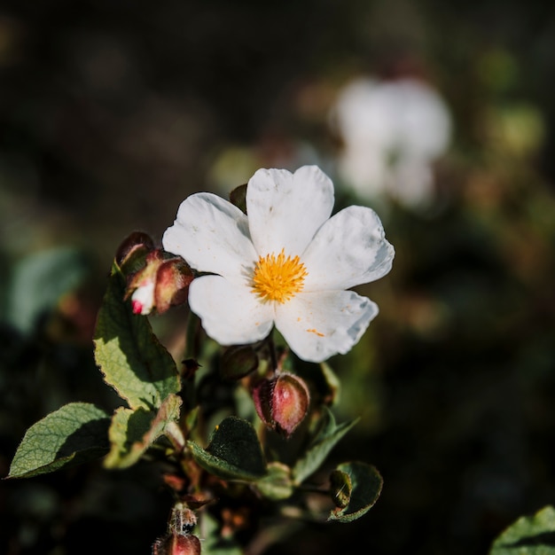 Primo piano di un fiore bianco del cistus del montpellier
