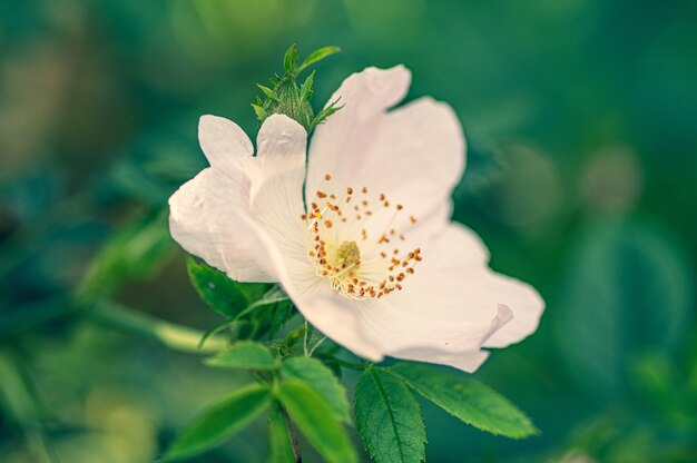 Primo piano di un fiore bianco di rosa rubiginosa