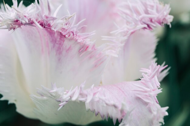 Primo piano di un fiore delicato tulipano bianco