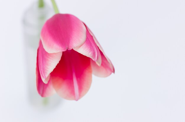 Primo piano di un fiore di tulipano rosa isolato su sfondo bianco con spazio per il testo