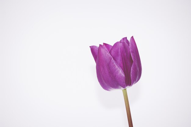 Primo piano di un fiore di tulipano rosa isolato su sfondo bianco con spazio per il testo