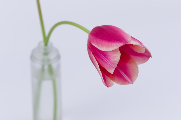 Primo piano di un fiore di tulipano rosa isolato su sfondo bianco