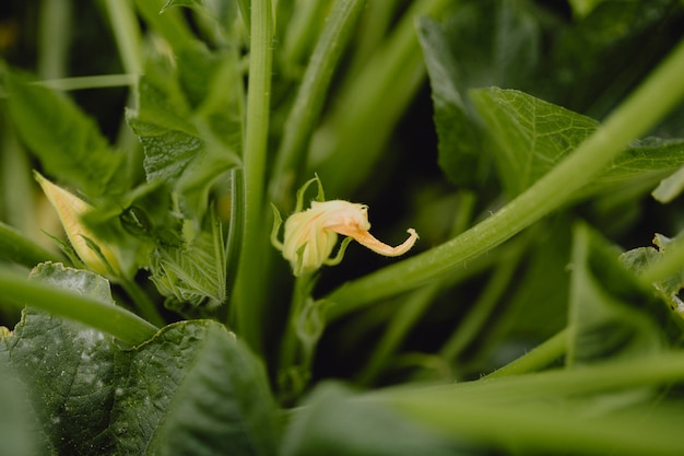 Primo piano di un fiore di zucca