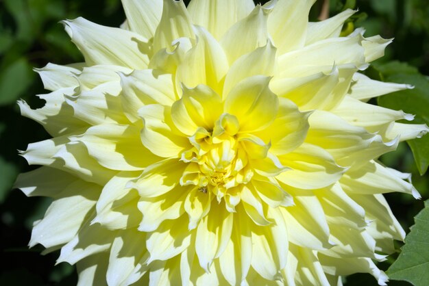 Primo piano di un fiore giallo della dalia in un giardino in una giornata di sole