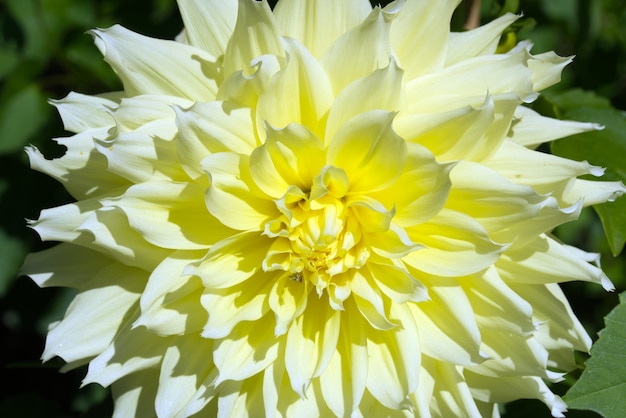 Primo piano di un fiore giallo della dalia in un giardino in una giornata di sole