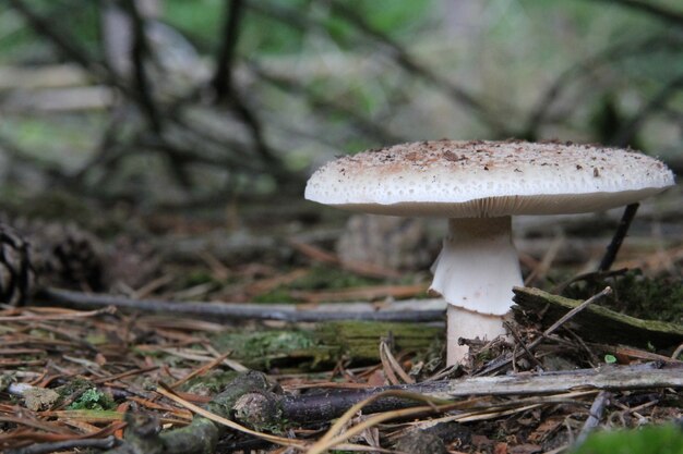 Primo piano di un fungo di agarico di mosca maturato sul pavimento erboso della foresta