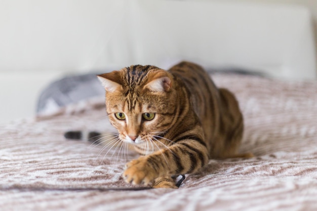 Primo piano di un gatto bengala domestico sdraiato su un letto con uno sfondo sfocato