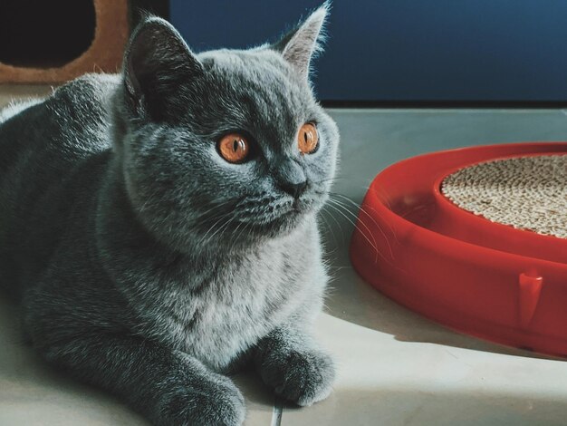 Primo piano di un gatto British Shorthair sdraiato su un pavimento bianco nella stanza