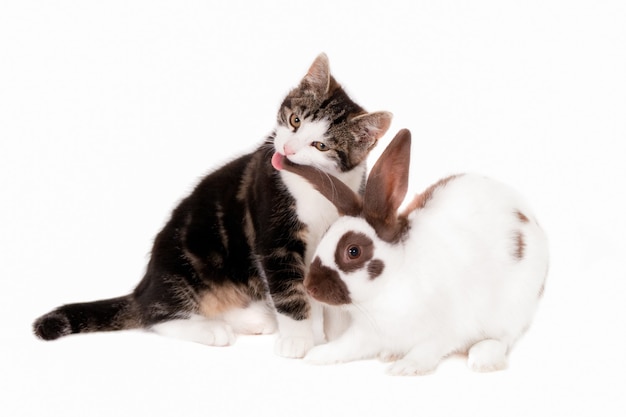 Primo piano di un gatto che lecca l'orecchio di un coniglio isolato su un bianco
