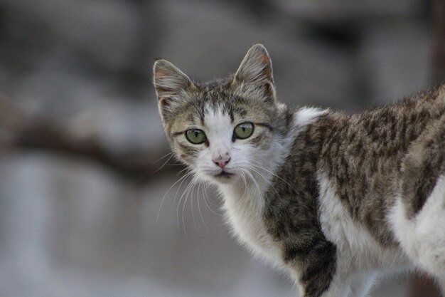 Primo piano di un gatto con grandi occhi verdi