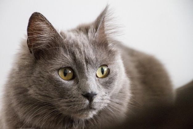 Primo piano di un gatto grigio con gli occhi verdi