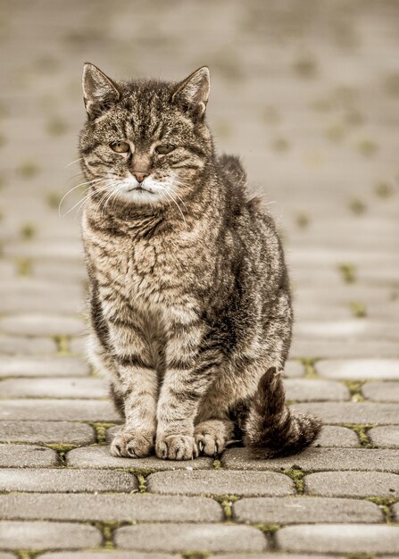 Primo piano di un gatto grigio su una strada piastrellata