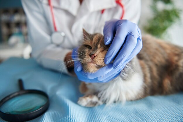 Primo piano di un gatto molto malato