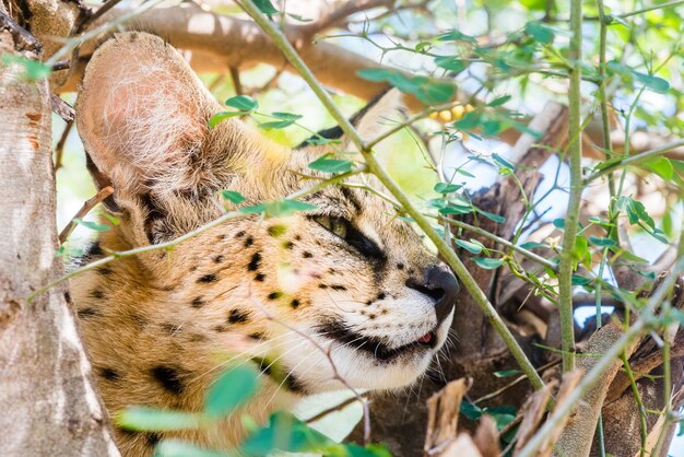 Primo piano di un gatto selvatico sull'albero