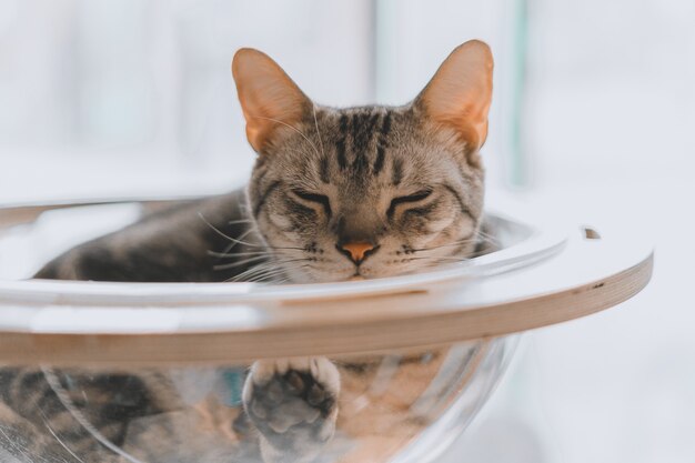 Primo piano di un gatto soriano grigio che dorme in una ciotola