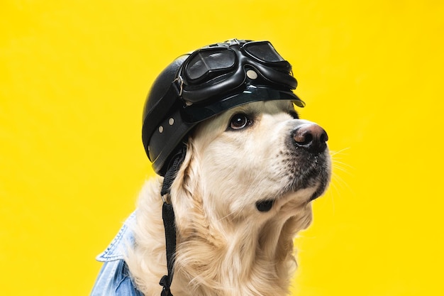 Primo piano di un golden retriever pilota isolato su yellow