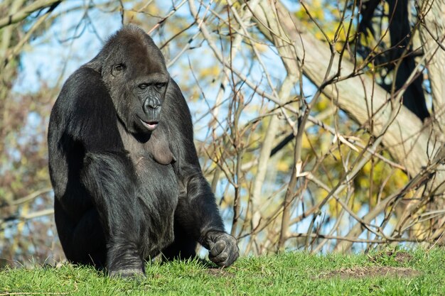 Primo piano di un gorilla seduto nell'erba sotto la luce del sole