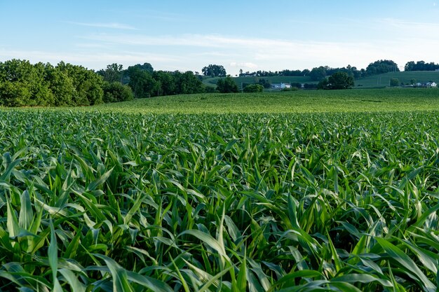 Primo piano di un grande campo di mais verde