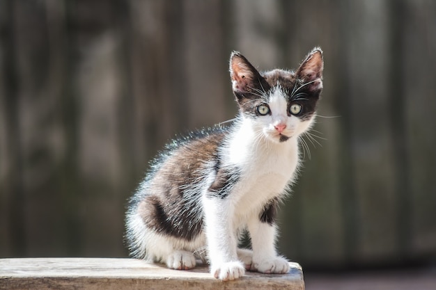 Primo piano di un grazioso piccolo gattino domestico