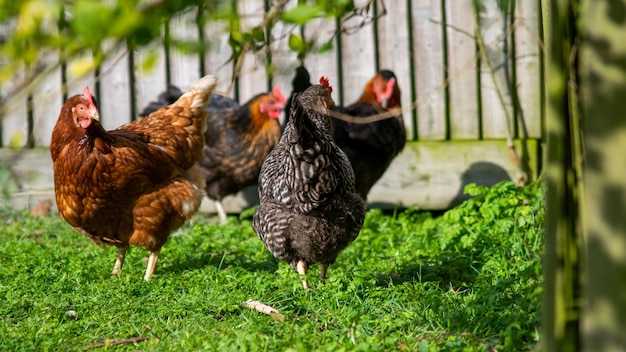 Primo piano di un gruppo di polli che pascolano su un campo