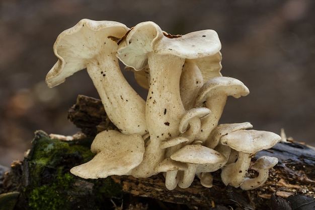 Primo piano di un gruppo di strani funghi cresciuti su un tronco d'albero coperto di muschio
