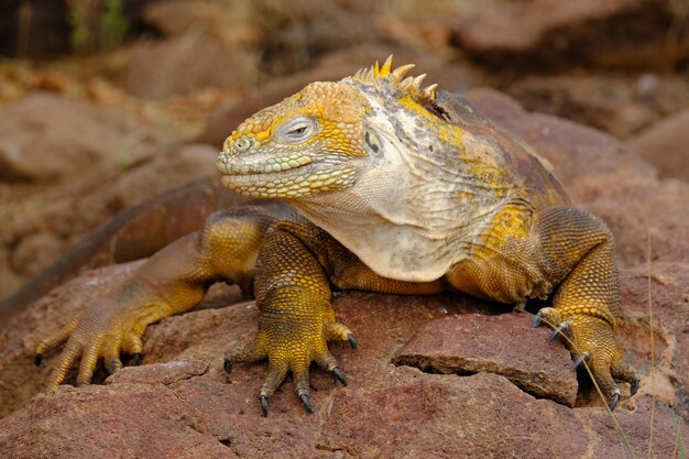 Primo piano di un'iguana gialla su una roccia che guarda verso la macchina fotografica con fondo vago