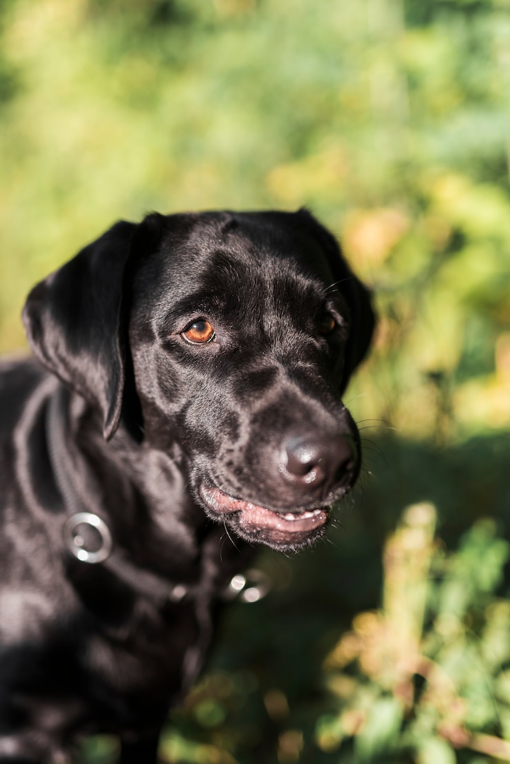Foto gratuito primo piano di un labrador nero