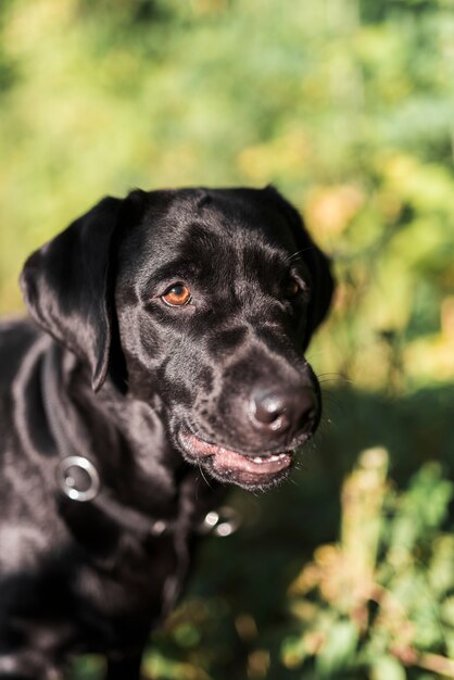 Primo piano di un labrador nero