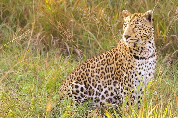 Primo piano di un leopardo indiano in un campo sotto la luce del sole