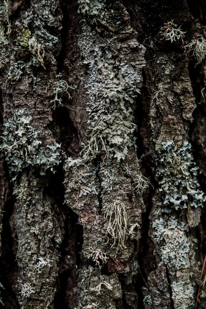Primo piano di un licheni che crescono sulla terra