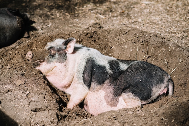 Primo piano di un maiale che dorme nel terreno